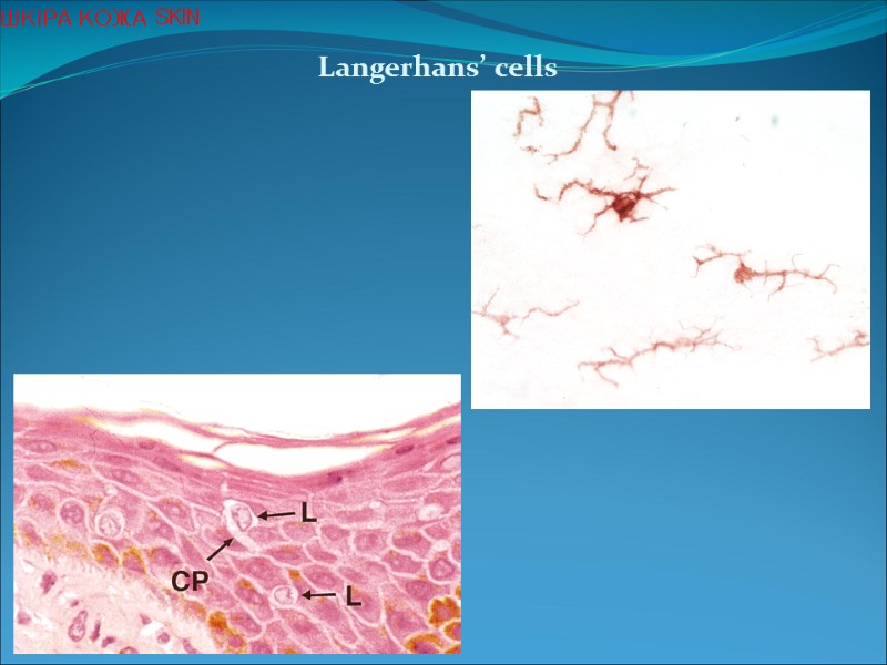 Langerhans’ cells ШКІРА КОЖА SKIN